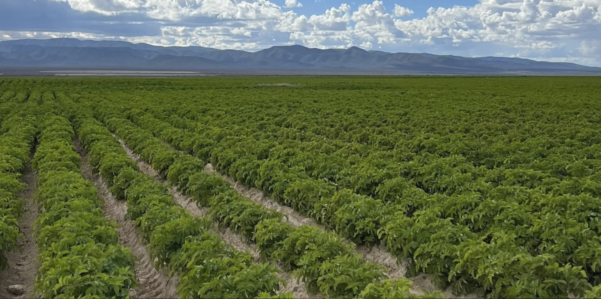 Cultivo de NuPoK en el campo