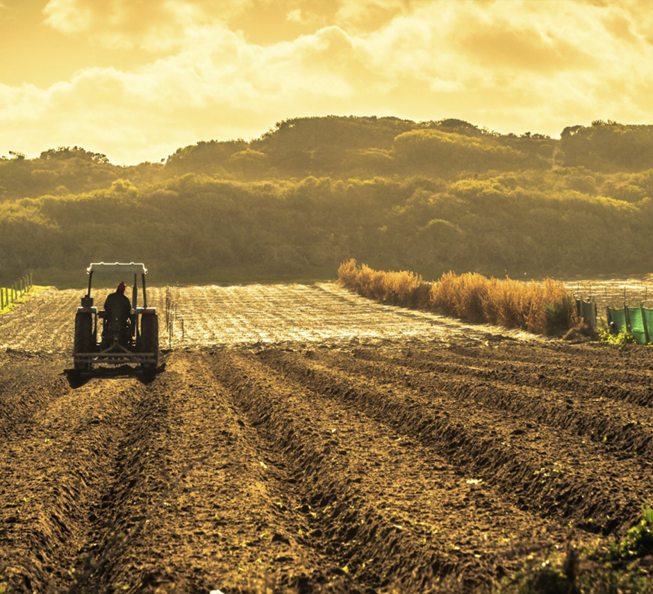 Campo de cultivo al atardecer
